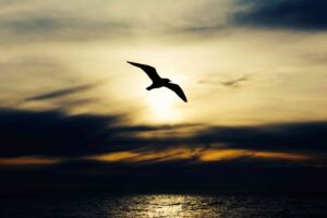 expresstechsoftwares_data_migration_services_to_wordpress_from_gumroad_from_shopify_birds